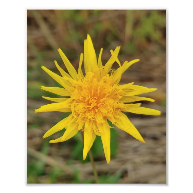 Kodak Professional Photo Paper (Satin) Photo Enlar (Front)