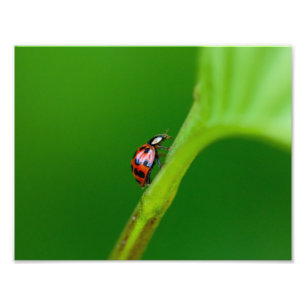 Kodak Professional Photo Paper (Satin) Photo Enlar Print