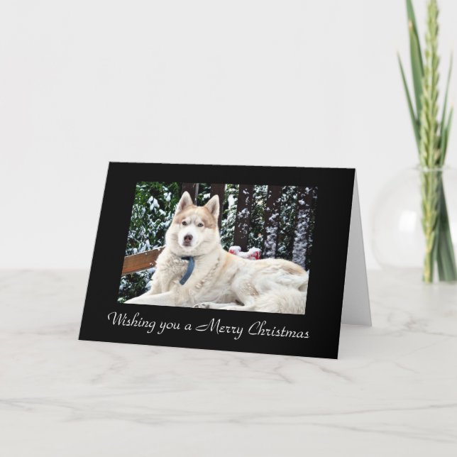 Kodi - Snow Bench Holiday Card (Front)