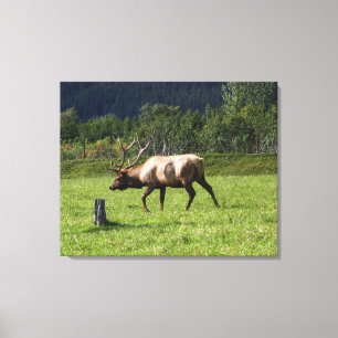 Kodiak, Alaska Elk Outdoor Photo Designed Fancy Canvas Print