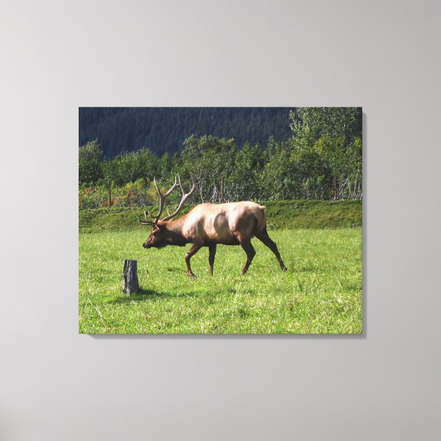 Kodiak, Alaska Elk Outdoor Photo Designed Fancy Canvas Print (Front)