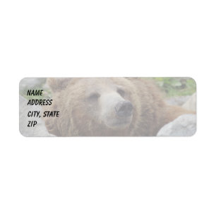 Kodiak Bear