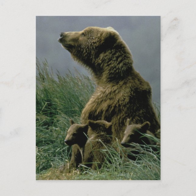 Kodiak Bear and Cubs Postcard (Front)