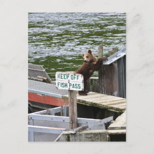 Kodiak Bear Breaks The Rules Postcard