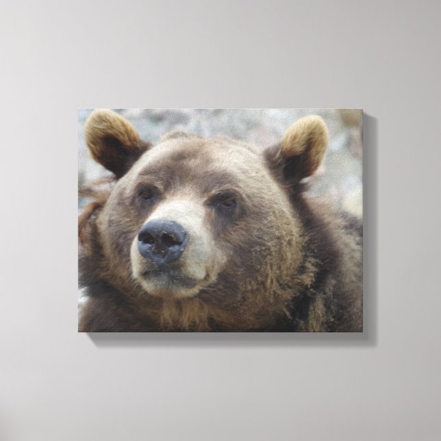 Kodiak Bear Closeup Canvas Print (Front)