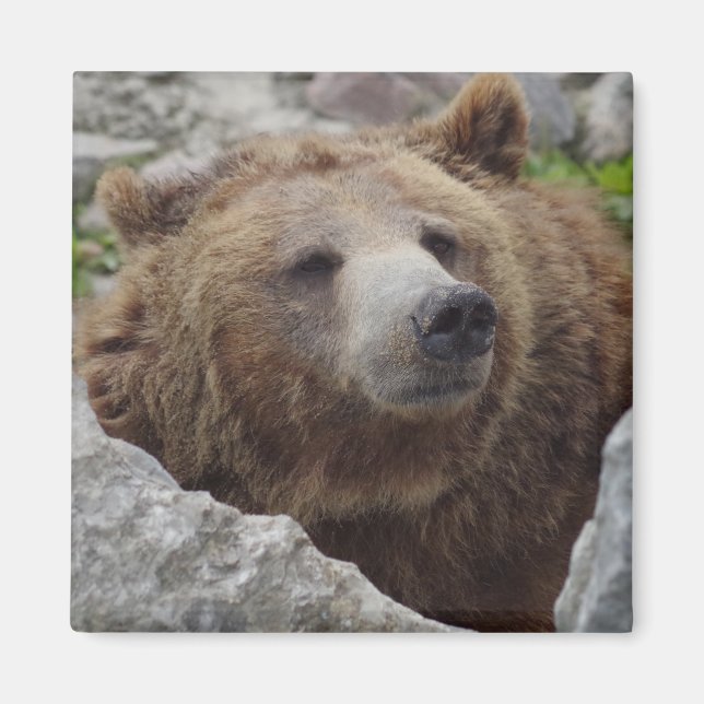 Kodiak Bear Magnet (Front)