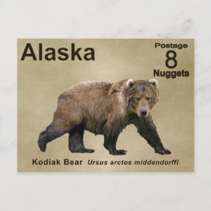 Kodiak Bear Postcard