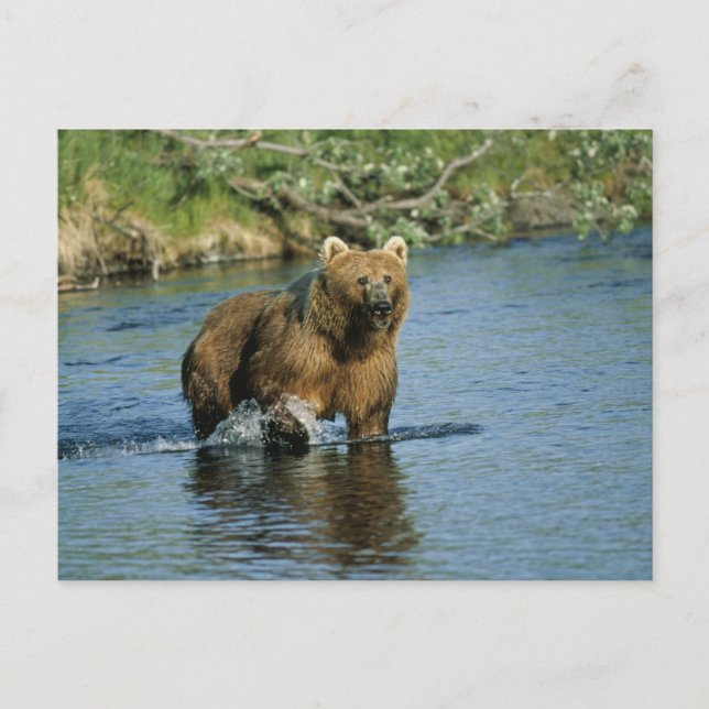 Kodiak Bear Postcard (Front)