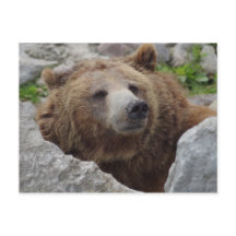 Kodiak Bear