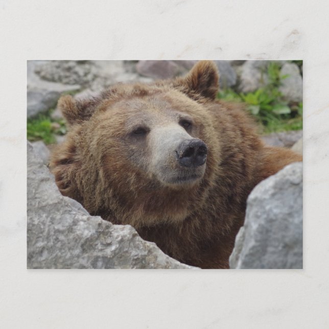 Kodiak Bear Postcard (Front)