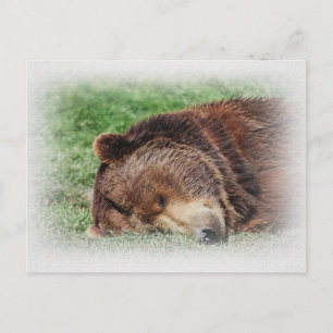 Kodiak Bear Sleeping Postcard