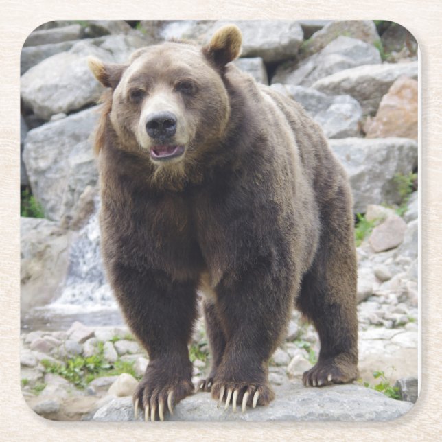 Kodiak Bear Standing on a Rock Square Paper Coaster (Front)