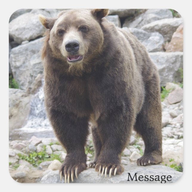 Kodiak Bear Standing on a Rock Square Sticker (Front)