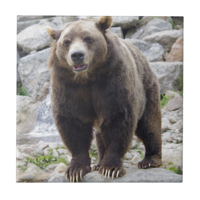 Kodiak Bear Tile (Front)