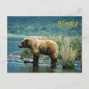Kodiak brown bear, Alaska Postcard