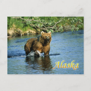 Kodiak brown bear, Alaska Postcard