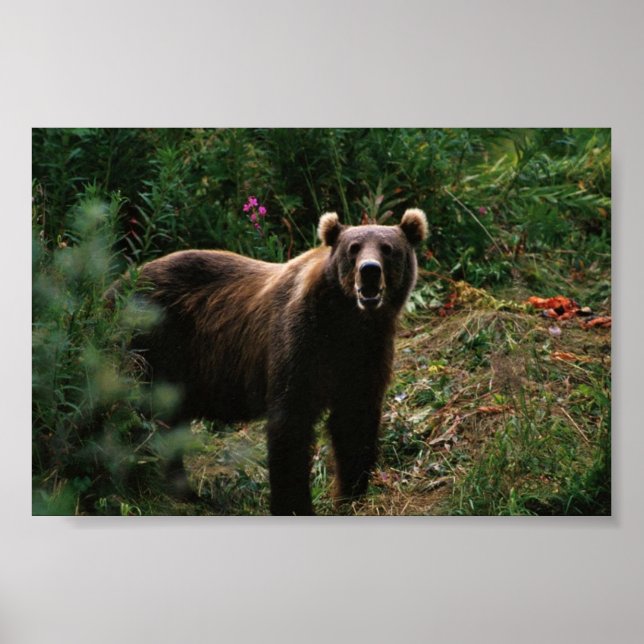 Kodiak Brown Bear Poster (Front)