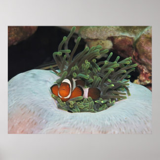 Koh Lipe Clownfish Poster