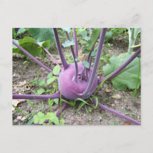 Kohlrabi ~ postcard