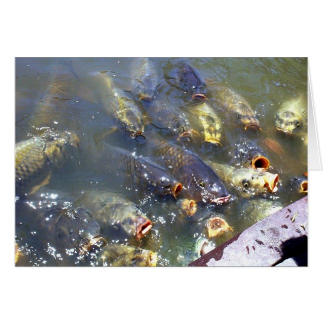 Koi (Front Horizontal)