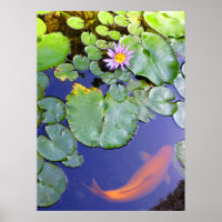 Koi and Water Lily