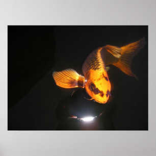 Koi Canvas Poster