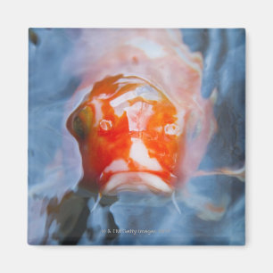 Koi Carp (Cyprinus carpio), Japan Magnet