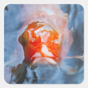 Koi Carp (Cyprinus carpio), Japan Square Sticker