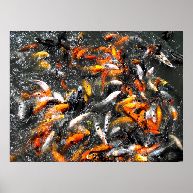 Koi carp feeding frenzy poster (Front)