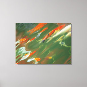 Koi carp fish swimming in a pond canvas print