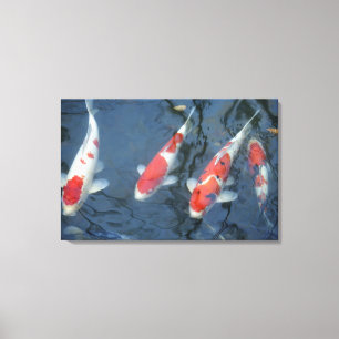 Koi carp in pond, high angle view canvas print