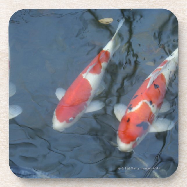 Koi carp in pond, high angle view coaster (Front)