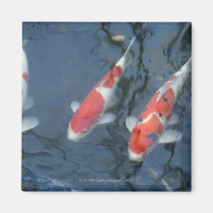 Koi carp in pond, high angle view magnet