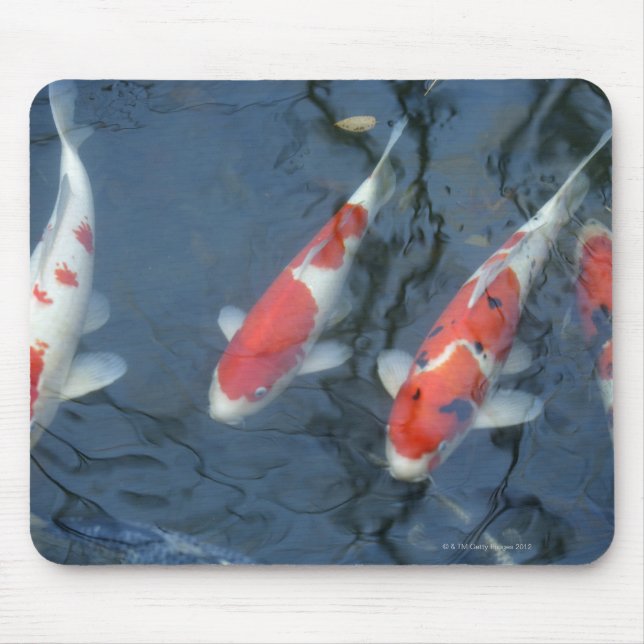 Koi carp in pond, high angle view mouse mat (Front)