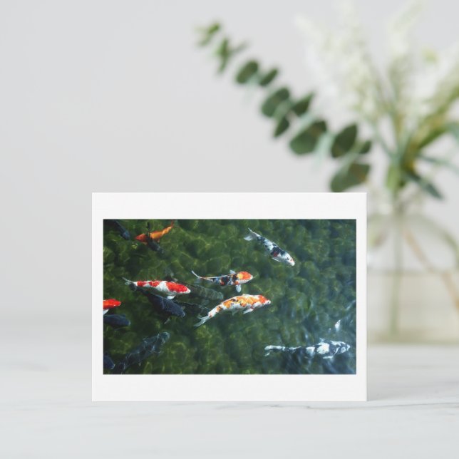 Koi Carp: Japan Postcard (Standing Front)
