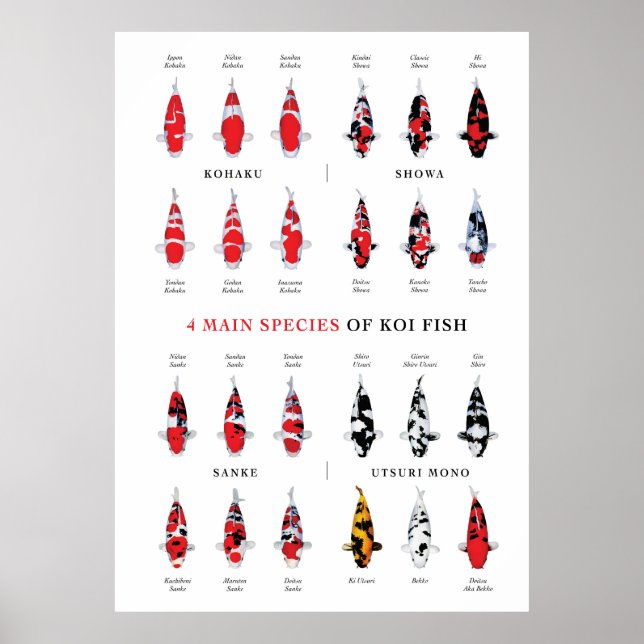Koi Carp Varieties Poster (Front)