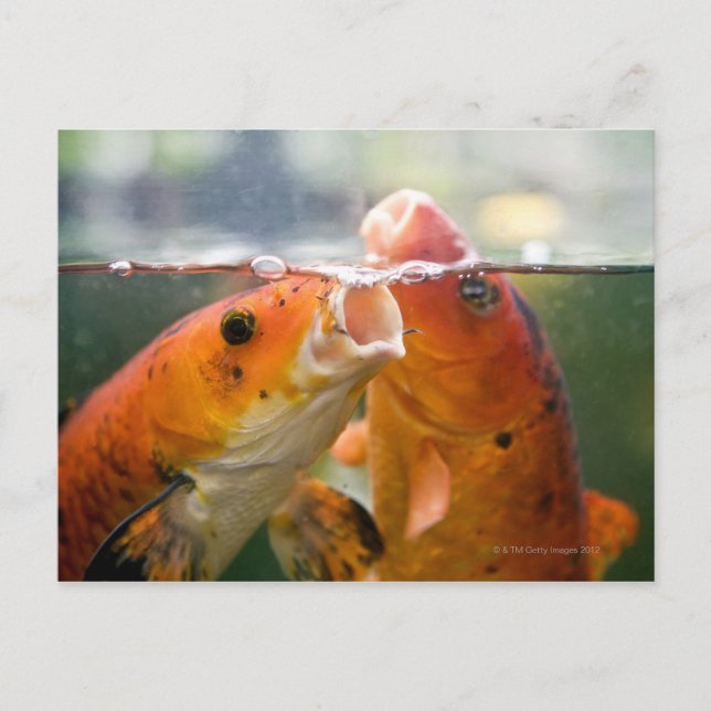 Koi carps postcard (Front)