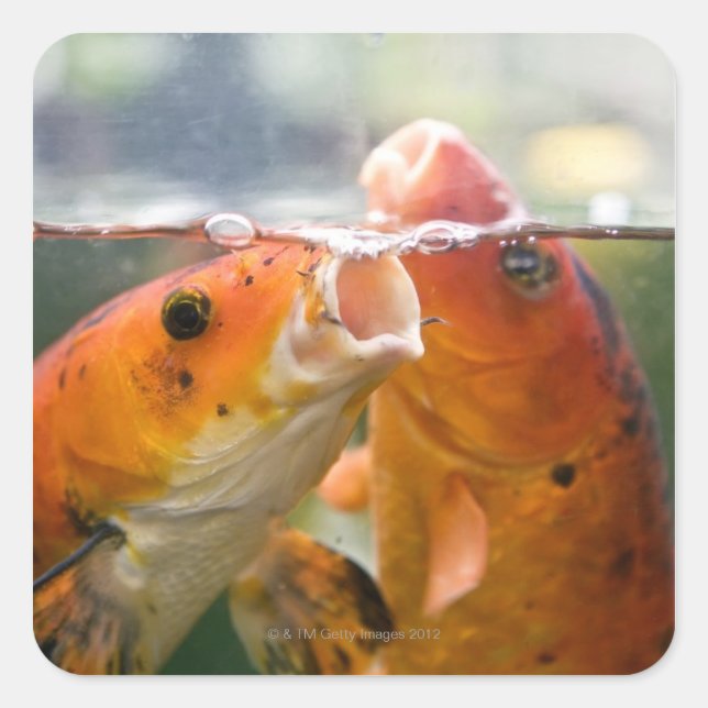 Koi carps square sticker (Front)