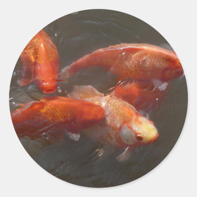 koi classic round sticker (Front)