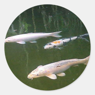 Koi Classic Round Sticker