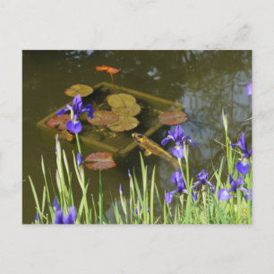 Koi Fish #4 Postcard