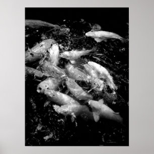 Koi Fish in a Feeding Frenzy, Oahu B&W Poster