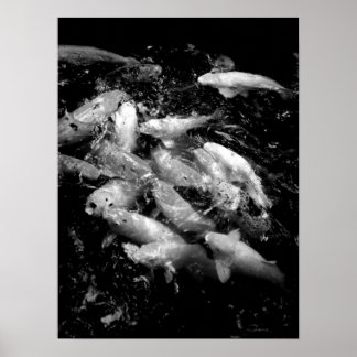 Koi Fish in a Feeding Frenzy, Oahu B&W Poster