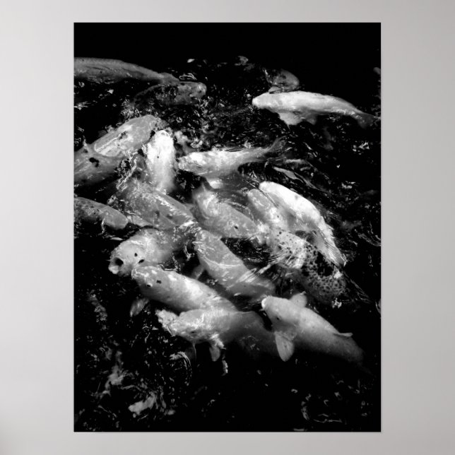 Koi Fish in a Feeding Frenzy, Oahu B&W Poster (Front)