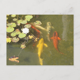 Koi Fish in a Lily pond Postcard