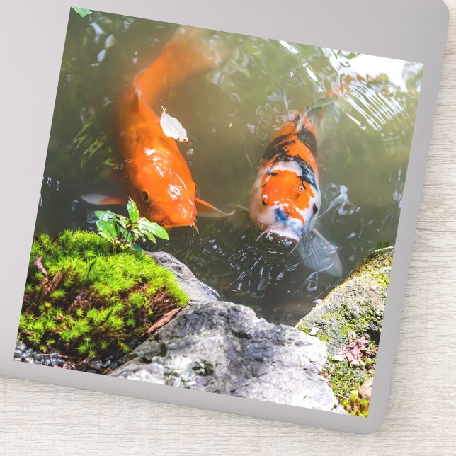 Koi fish in a pond (Detail)