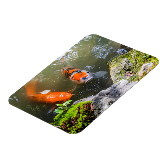 Koi fish in a pond magnet (Left Side)