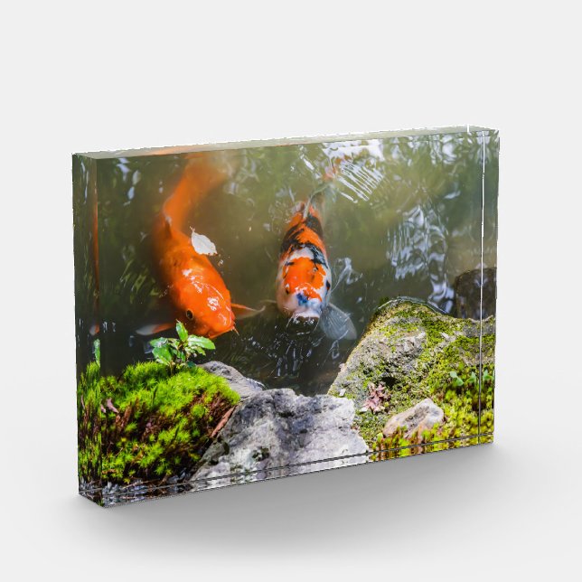 Koi fish in a pond photo block (Left)