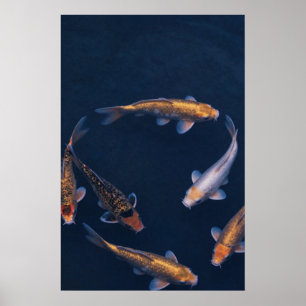 Koi Fish in Deep Blue Water Zen Poster