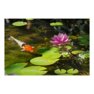 Koi Fish in the Water Lily Pond  Poster